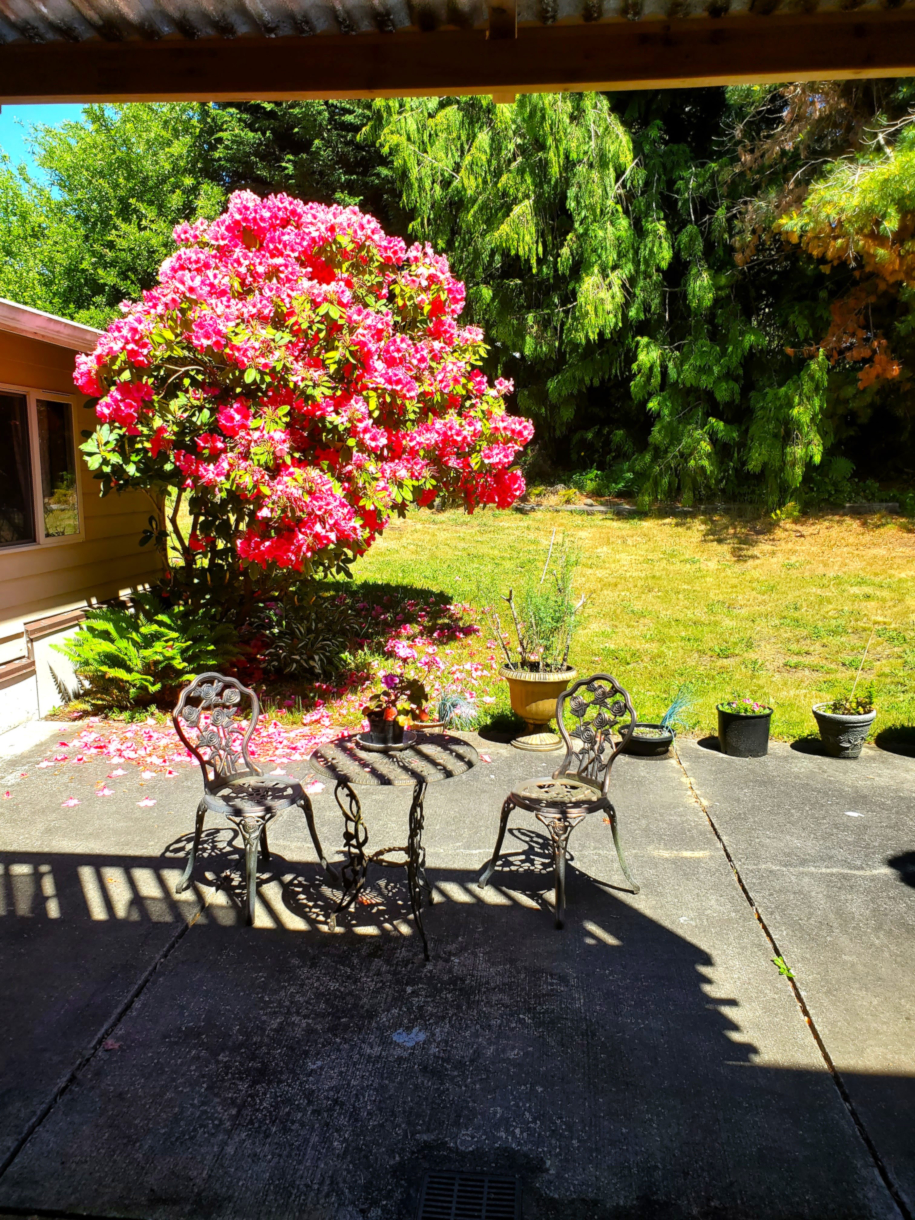 Backyard Garden