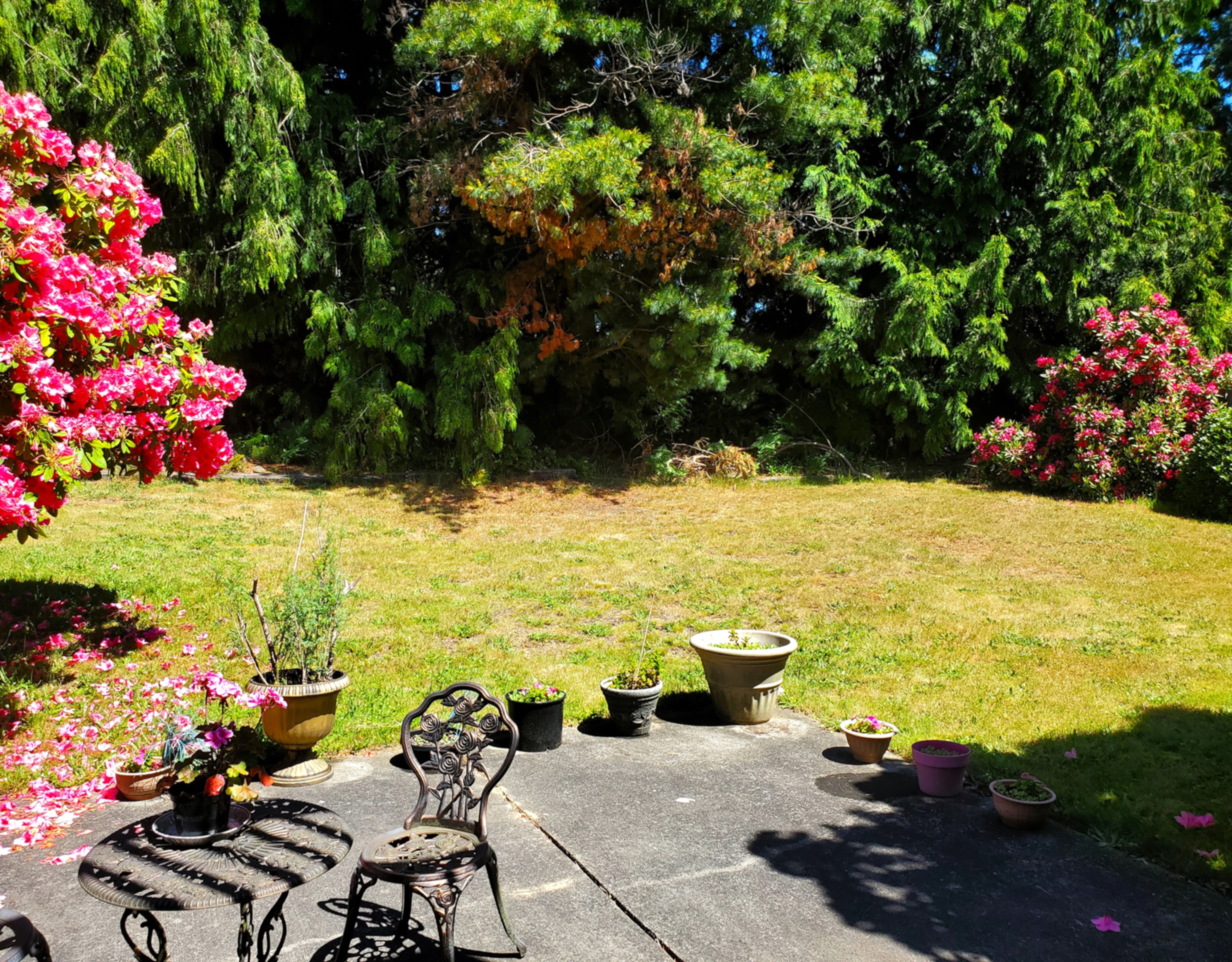 Backyard Garden