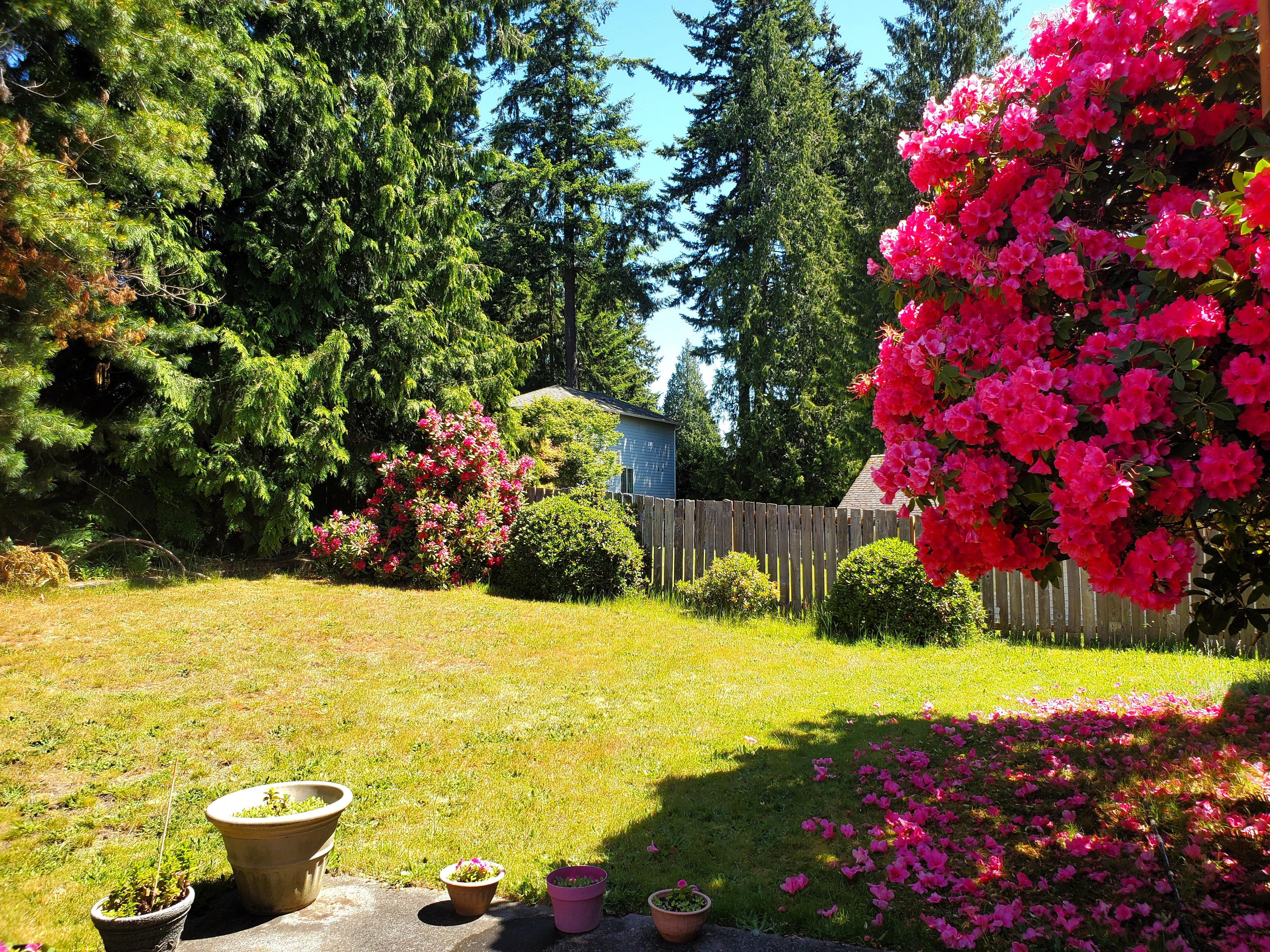 Backyard Garden